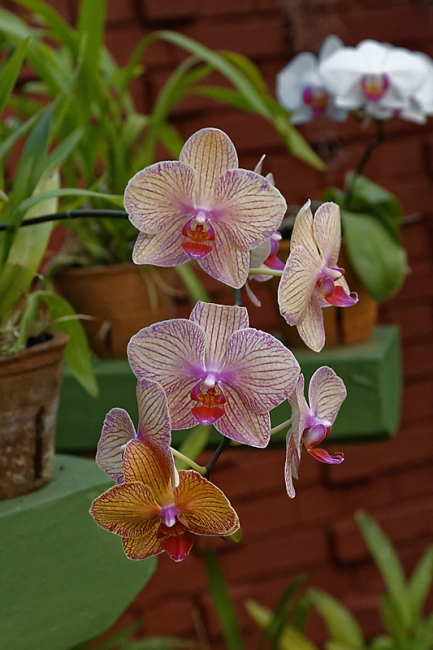 Kandy-Botanical garden-077